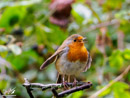 Robin - Rudzik